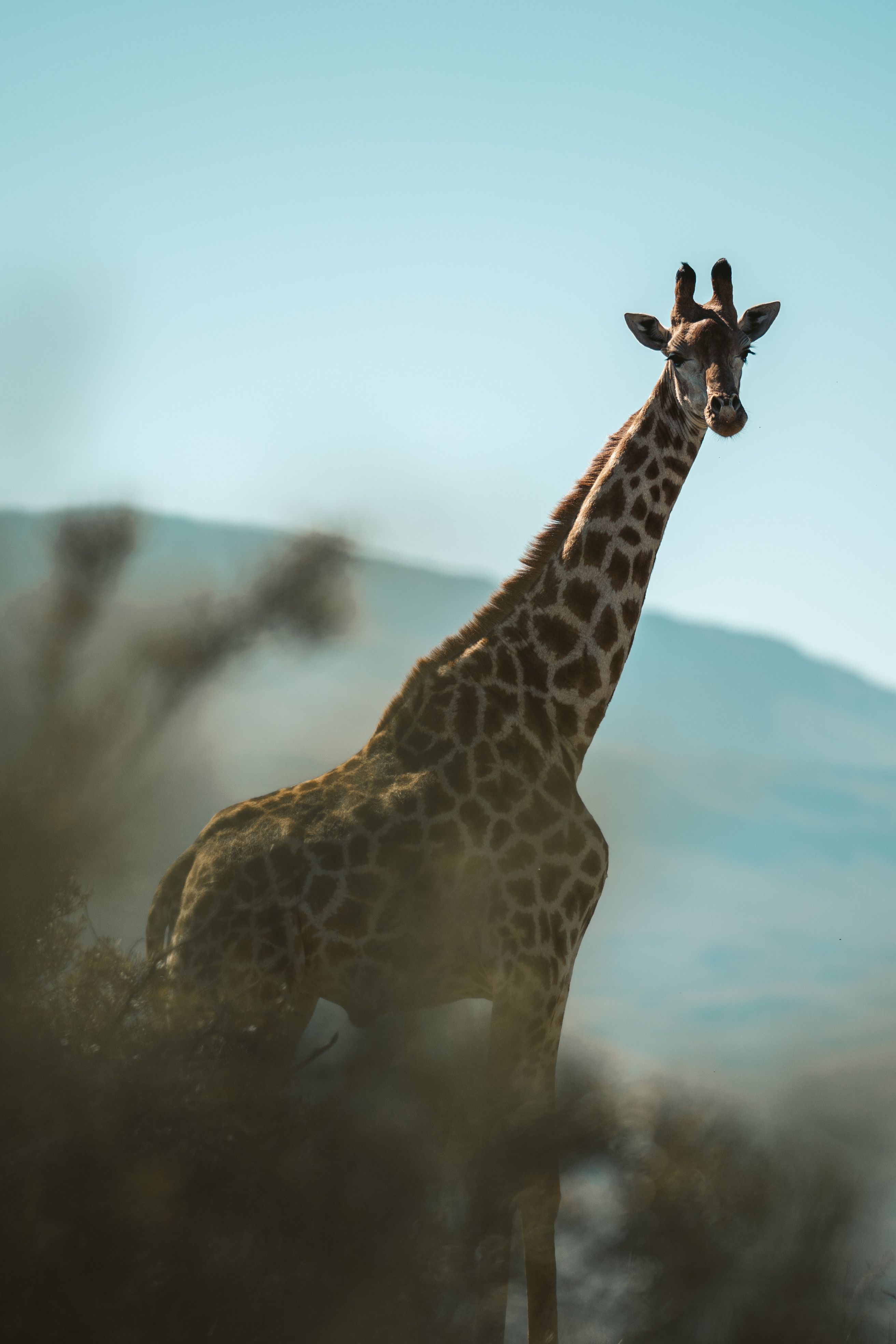 Tanzania - 3-Day Express Safari Serengeti & Ngorongoro Express