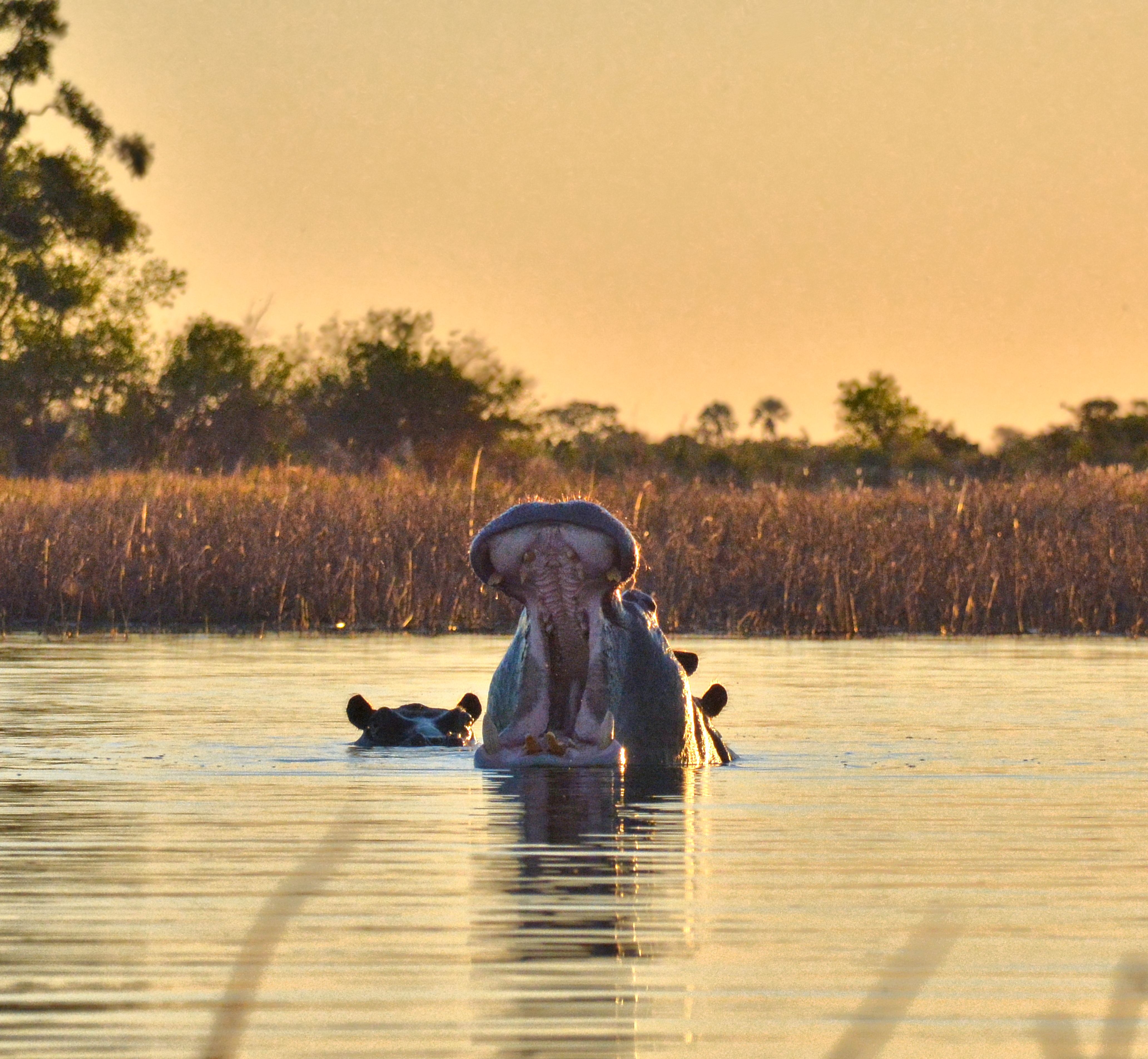 8-Day Wilderness Botswana Wilderness