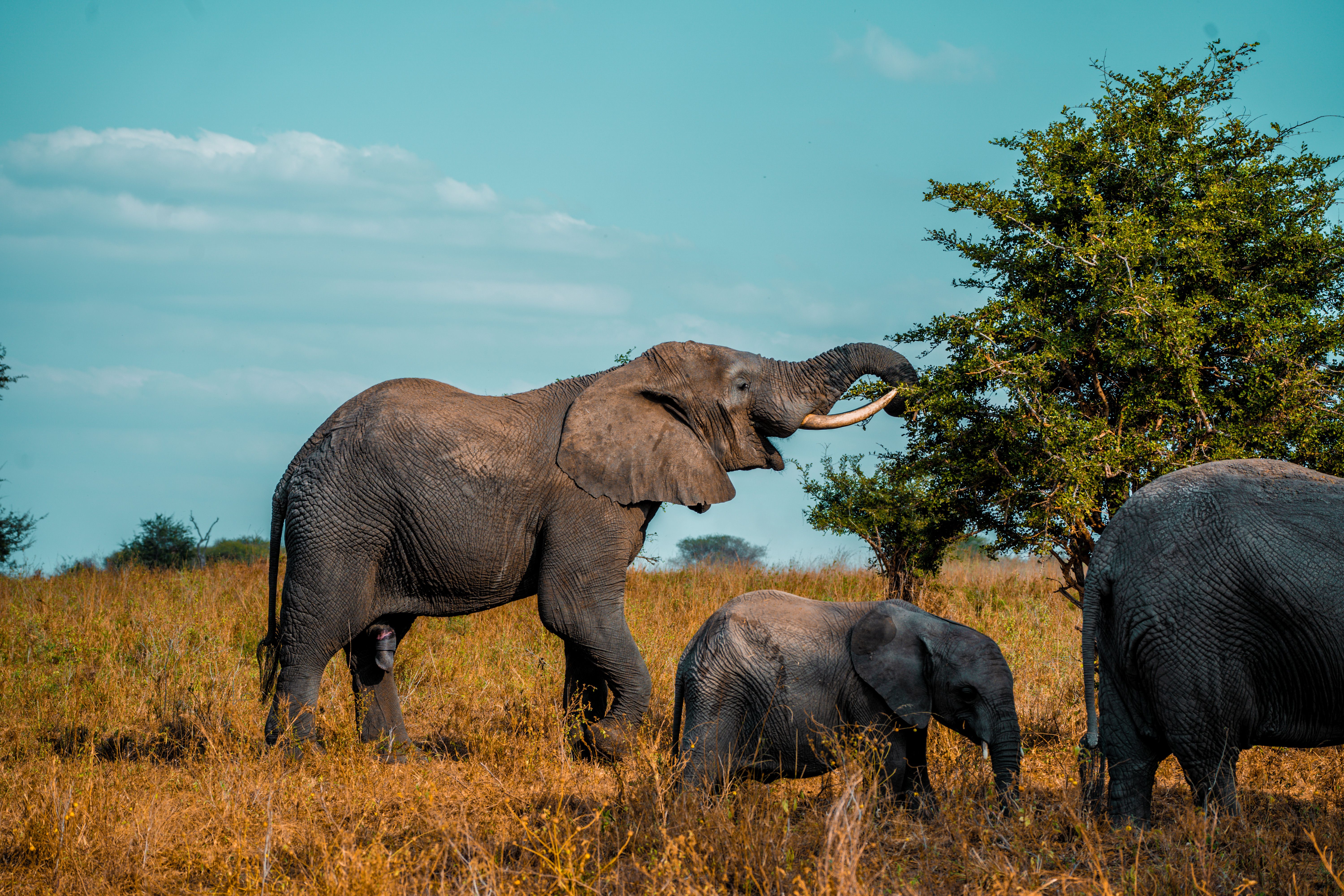 4-Day Classic Safari Northern Circuit Classic